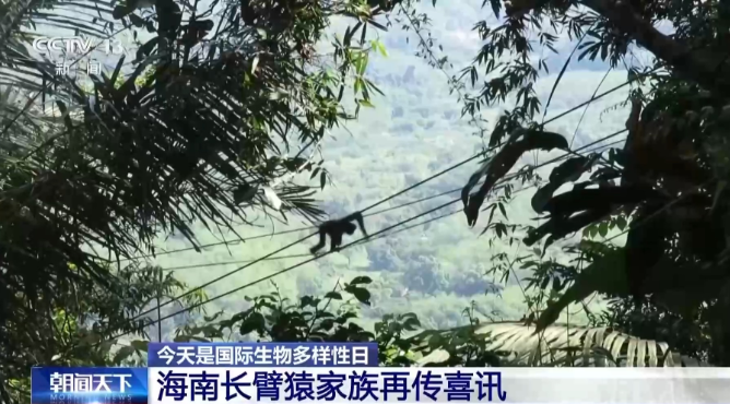 旗舰物种频添新丁 我国生态保护成效显著